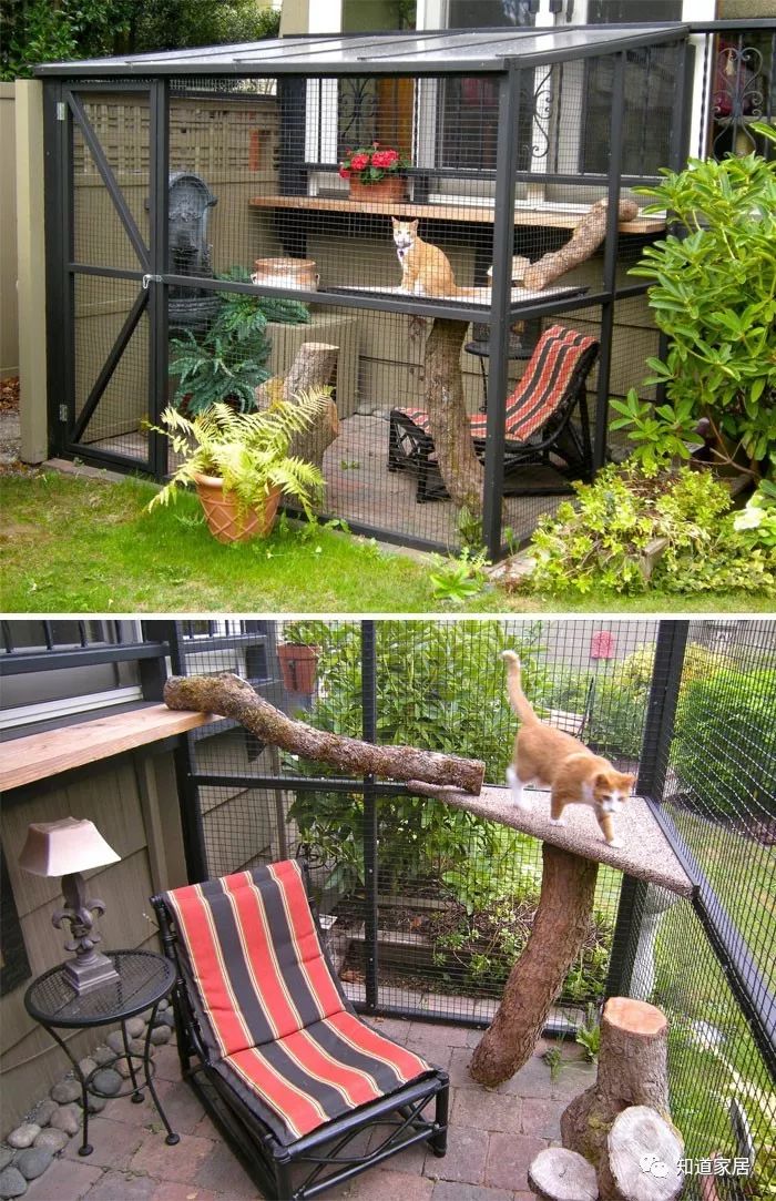 猫咪后院场景图图片