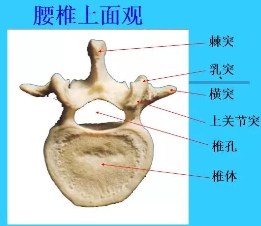 4,骶骨與尾骨(前面觀)三,脊柱---椎骨間連接1,椎間盤:佔脊柱全長約1/4