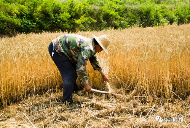 【过去收麦子的那些事儿】刃镰,碌碡,收割机_小麦