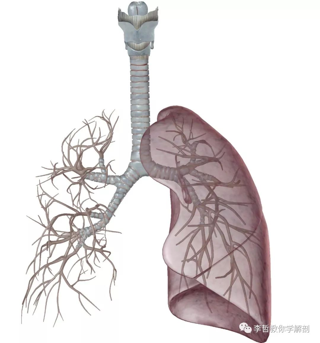 支氣管還有小支氣管,空氣經過這些區域就會到達我們的呼吸區,那麼肺部