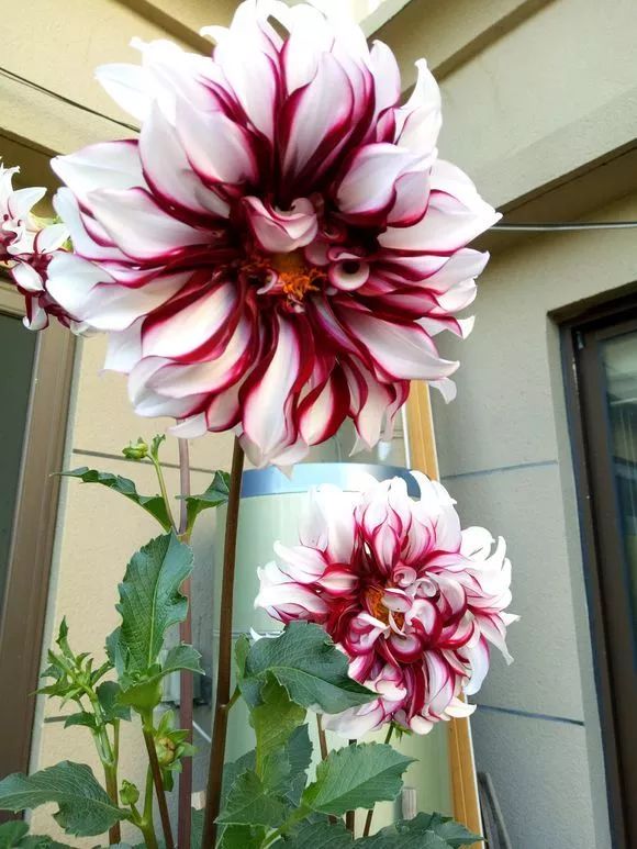 晒图花友家的大丽花株高一米七开得美极了