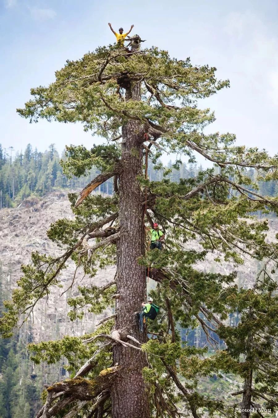 全加拿大最大的一棵树他用15年时间找到了