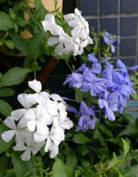 蓝雪花清爽红雪花热烈白雪花雅洁太好看啦