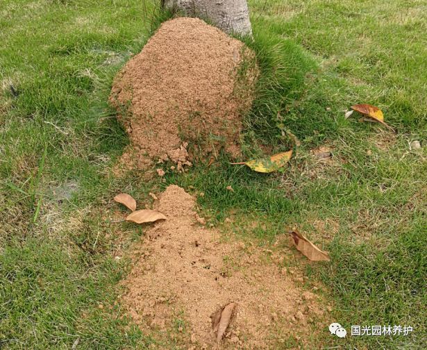 【国光微讲堂】红火蚁防治,就用"国光白迪"_蚁巢