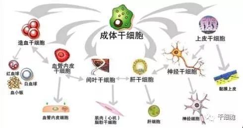 日本开发利用间充质干细胞传送攻击癌细胞的病毒的新型疗法!