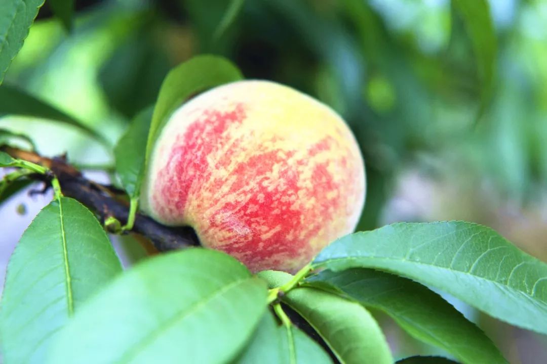 毕节的红花桃熟啦!口水好来