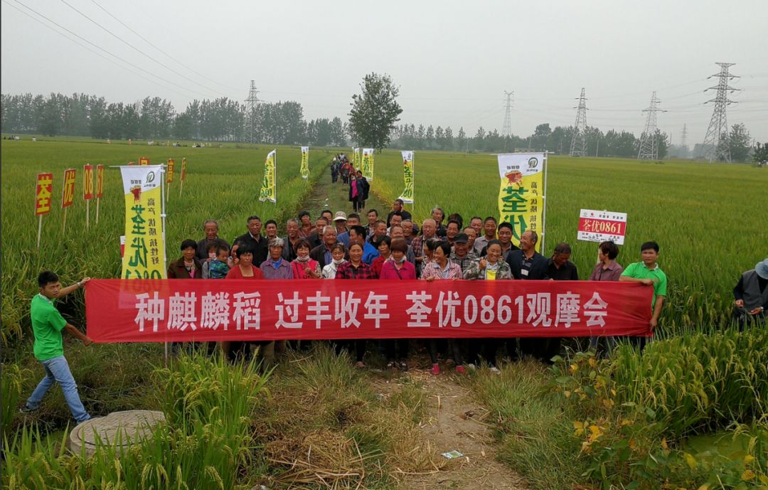 爱种优选安徽荃华种业水稻种子荃优0861