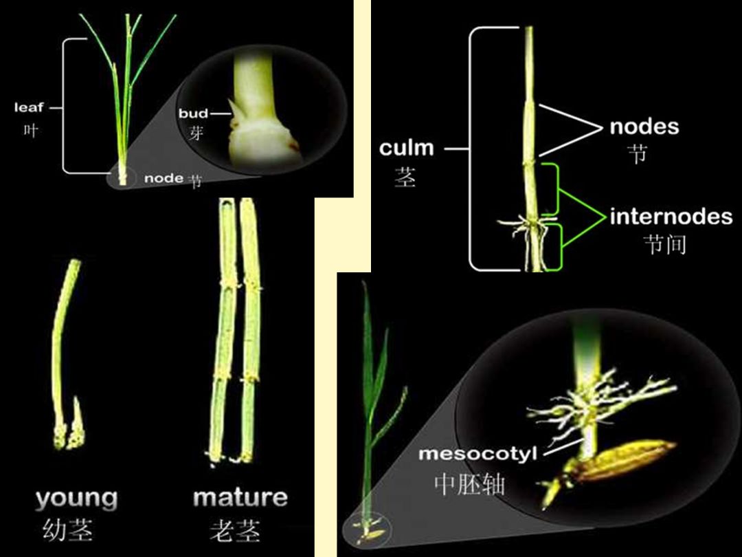 水稻的一生从入门到精通