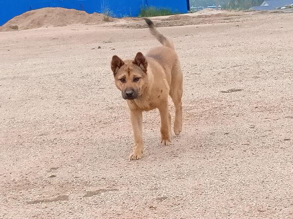 原创这是在村里长大的土狗,它的体型和城里的狗有啥区别