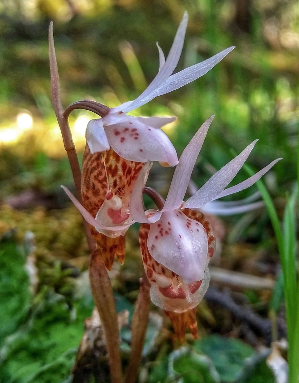 瑤池爭豔花開如畫2019年第四屆黃龍高山蘭花節開幕