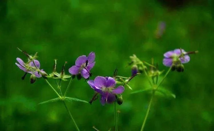 光頭山楂首發 | 傳媒布衣拍攝 | 劉麗平插曲 | 《野花》田震返回搜狐