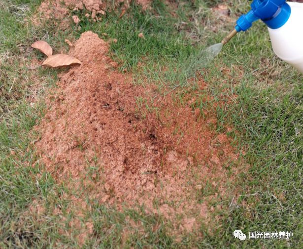 国光微讲堂红火蚁防治就用国光白迪