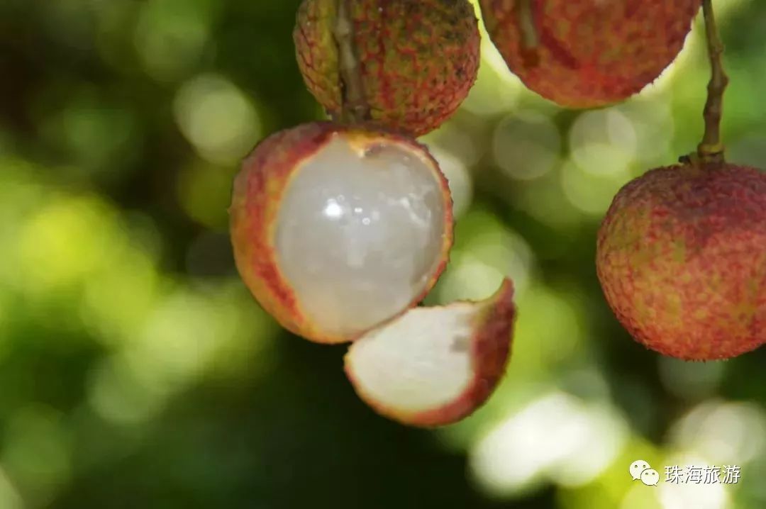 斗门荔枝新品种开摘质优且价格亲民你一定未尝过