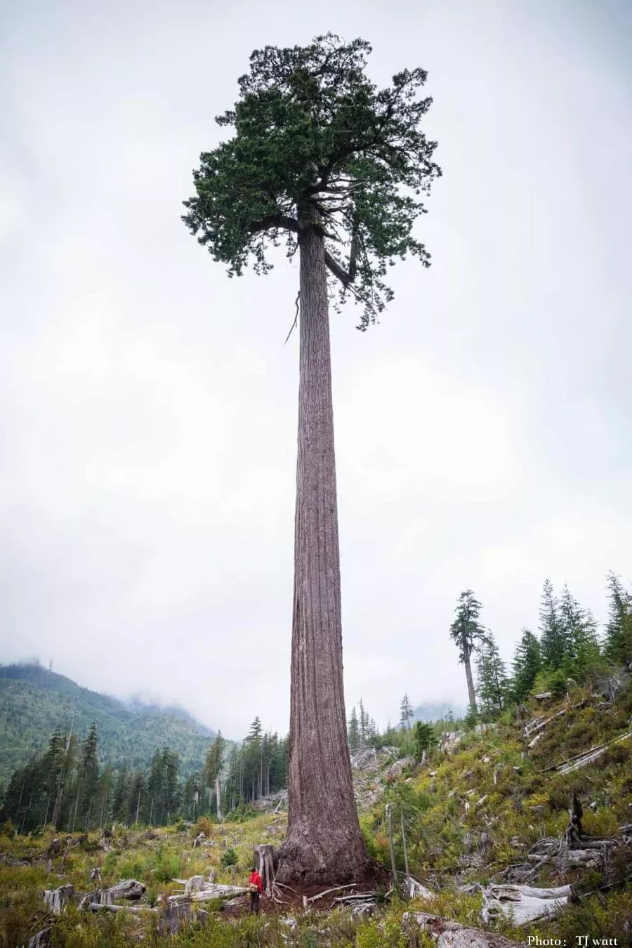 全加拿大最大的一棵树他用15年时间找到了