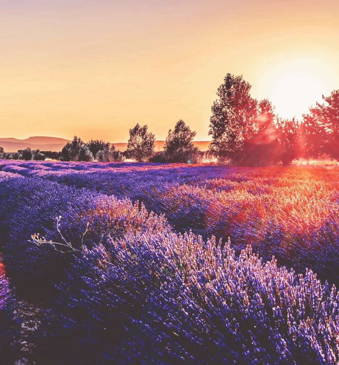 色彩斑斓的薰衣草,夏日普罗旺斯.