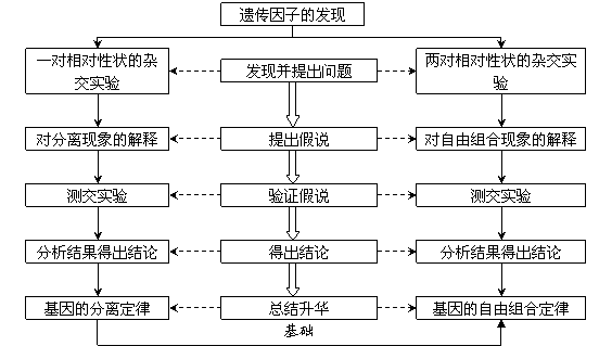 因子,雜合子,純合子,基因型,表現型,假說-演繹法主要:基因的分離定律