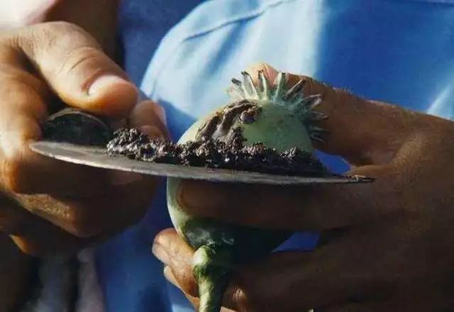 可分为三大类,分别是天然种植类,提炼半合成类和全化学合成类,鸦片