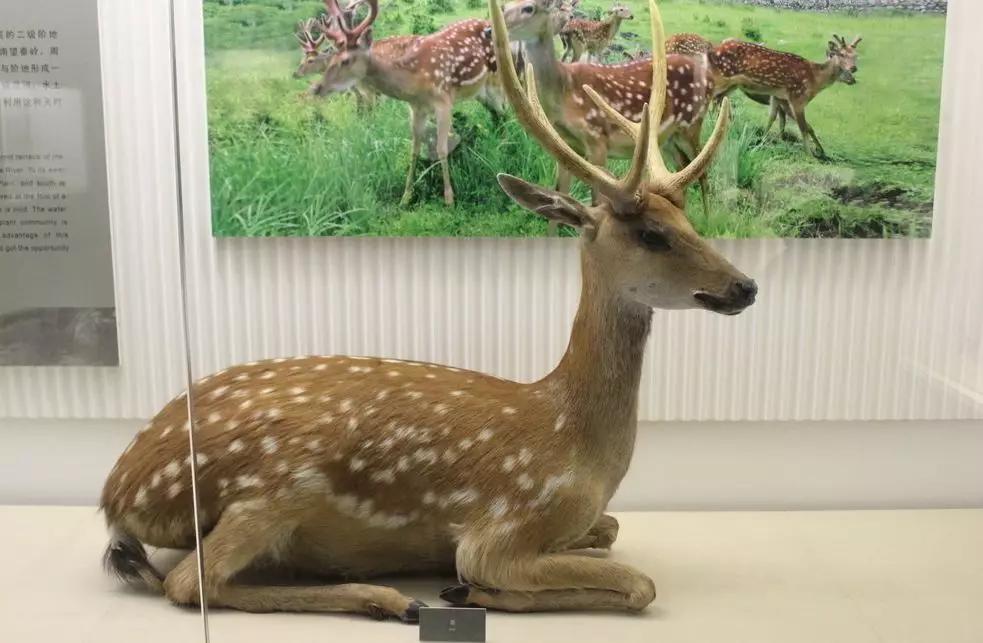 全方位展示了尊禧鹿业的建设概况,项目微缩景观,鹿产品,鹿标本以及