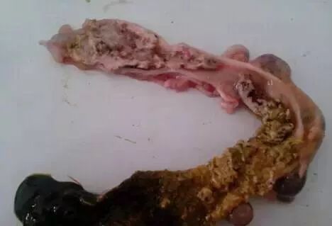 回,直肠段肠粘膜坏死,脱落后端回肠粘膜出血,坏死(五)预防与控制及其