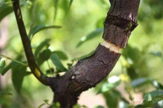 枣树环割的作用注意掌握环割的方法和时间能够更快的结果