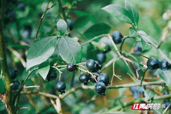 媒体报道红网湖南六月丨唯北湖桃莓不可辜负