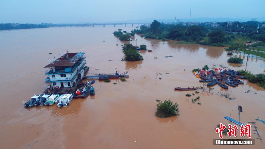 赣江江西泰和段水位暴涨超警戒 牛群被洪水围困_防汛