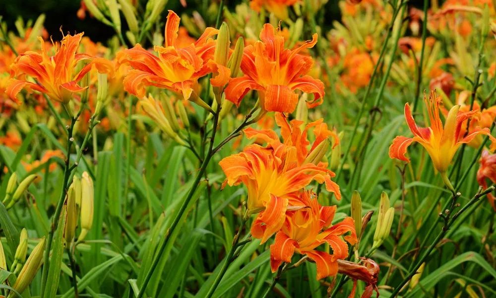 忘忧草,真的能忘忧……吗?_萱草