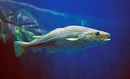 鳕鱼鱼类中的北极熊了解一下
