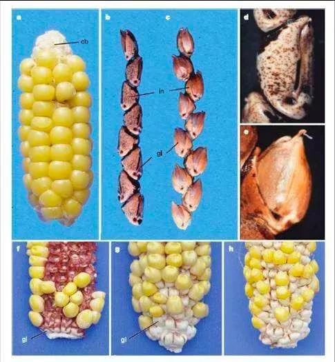 玉米果实结构图片