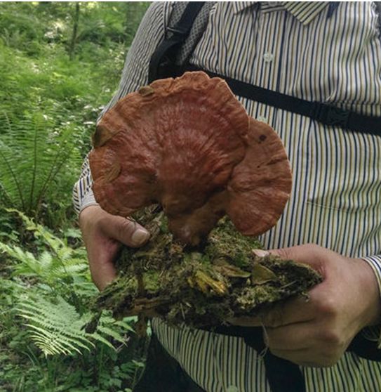 新村柳树上长灵芝了?谁认识这是啥东东?
