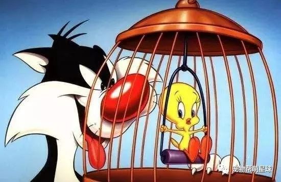 然而"崔弟"的有一个亲戚凤头金丝雀(crested canaries),长得的就"别致