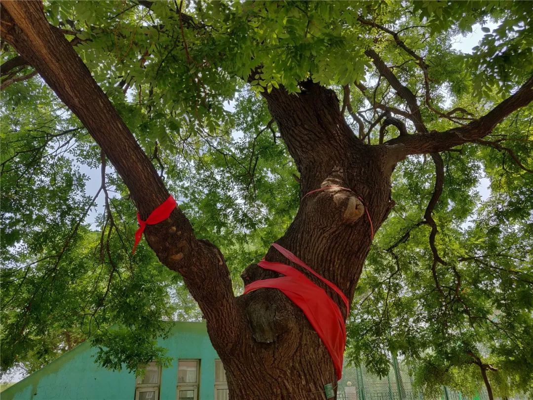 裕龙五区内的百年国槐新闻链接顺义有57棵百年古树"我们每年都会对