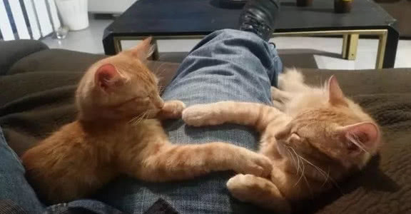 橘猫:"好不容易碰到一张长期饭票,当然得抱紧点,吃穷他!