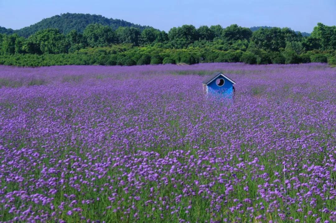 它是湖南的花海天堂长沙的普罗旺斯石仑关花海景区