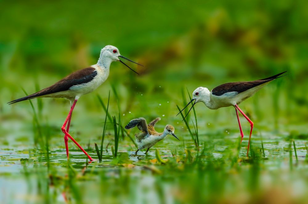 【行摄】鸟之光华———时时飞,自在舞