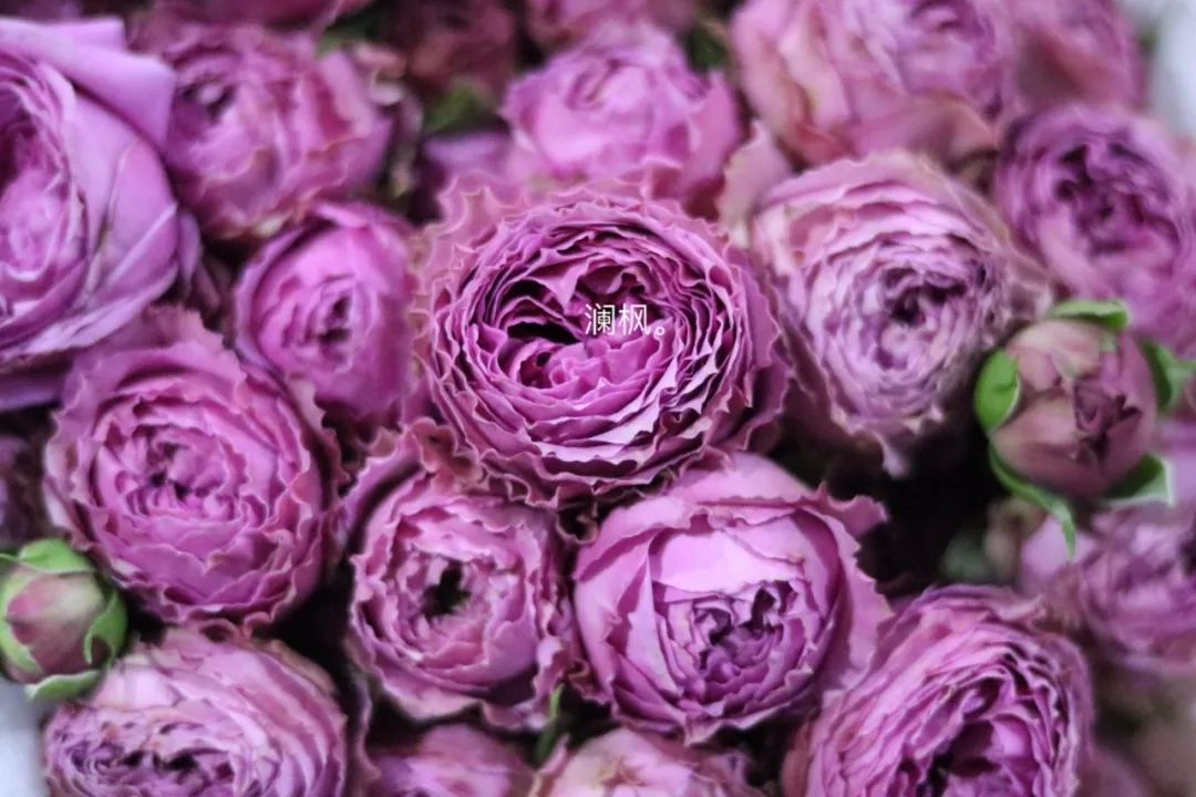 多头玫瑰切花大全!_泡泡