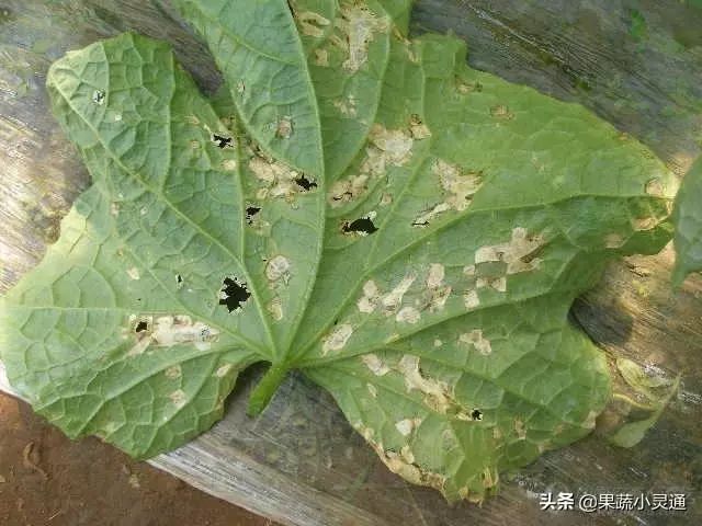 细菌性角斑病是黄瓜生产中为害较重的病害之一帮你做好防治工作