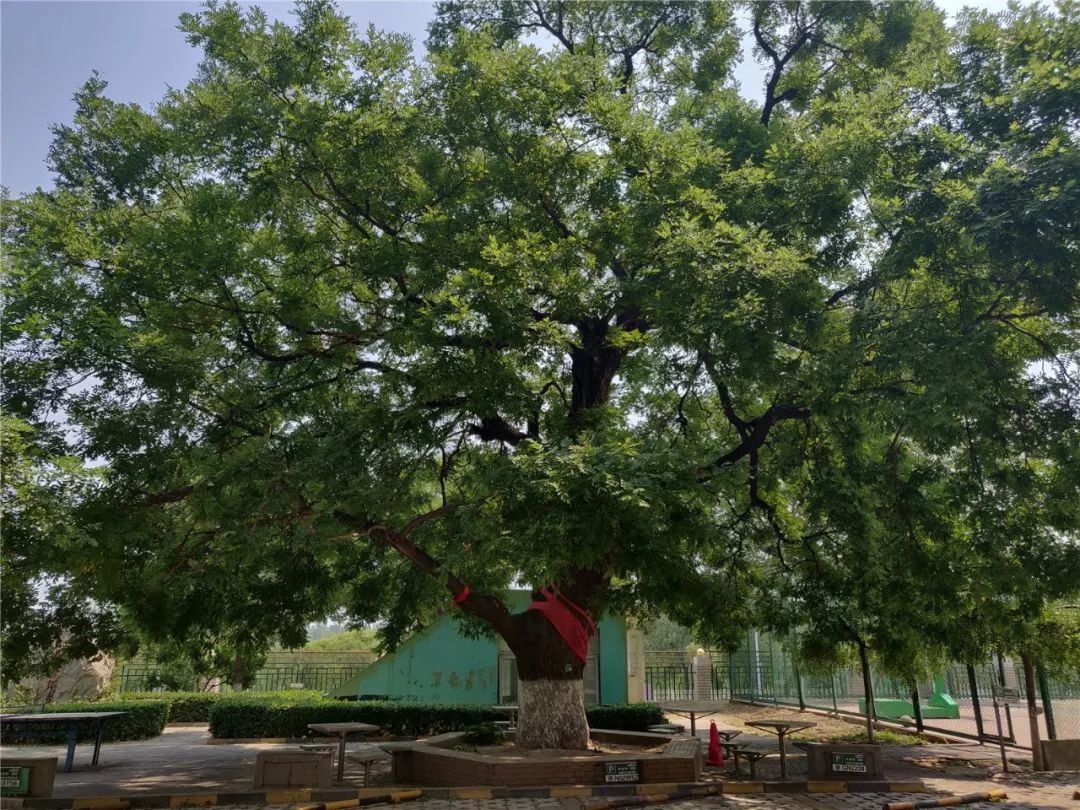 图说顺义城区这棵百年古槐居民称其干妈