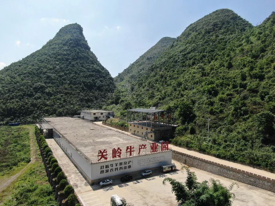 花江藍天白雲養殖場,上官鎮關嶺牛核心種牛場,關嶺牛產業園(屠宰場)