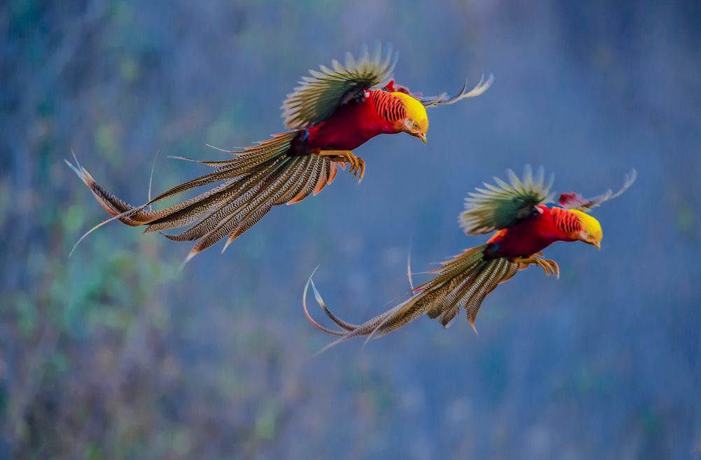 【行摄】鸟之光华———时时飞,自在舞