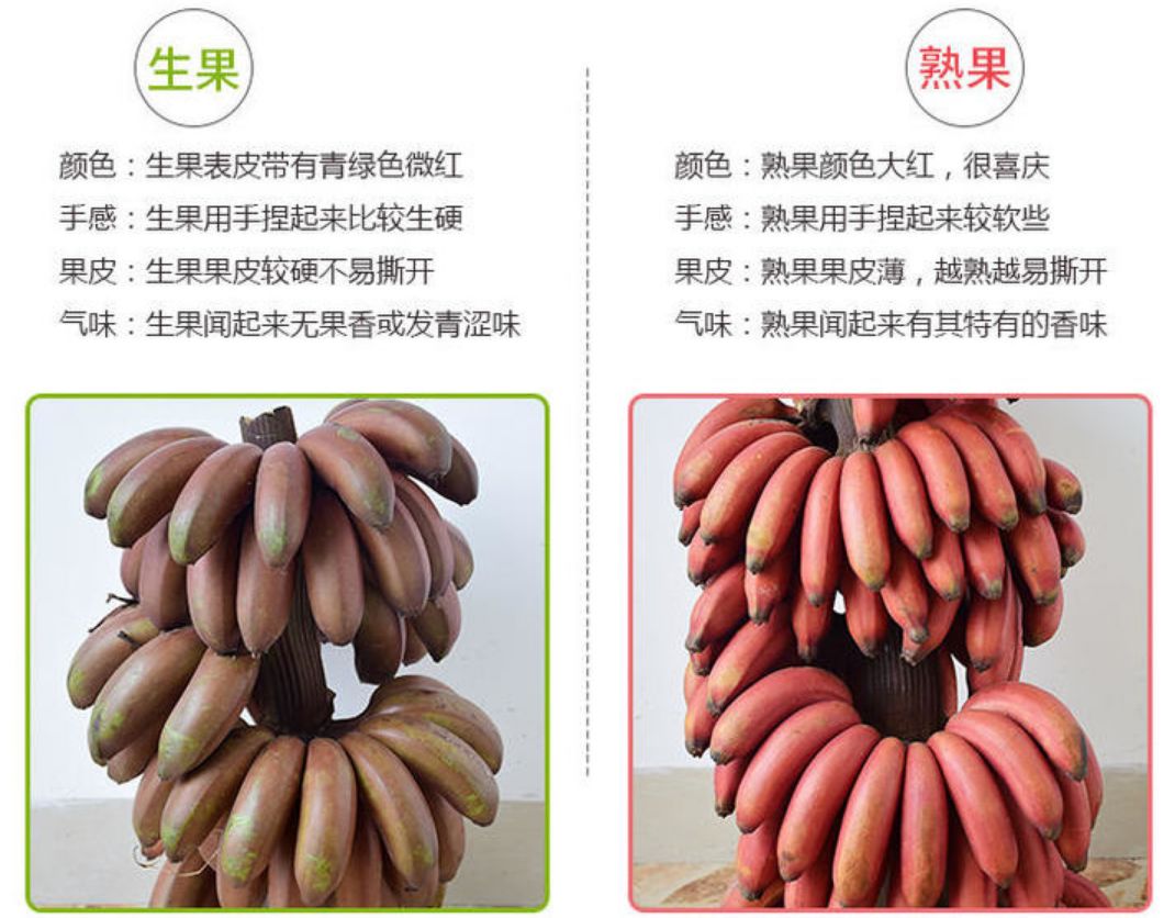 世界稀有的红皮香蕉2年才结一次果抓紧尝鲜