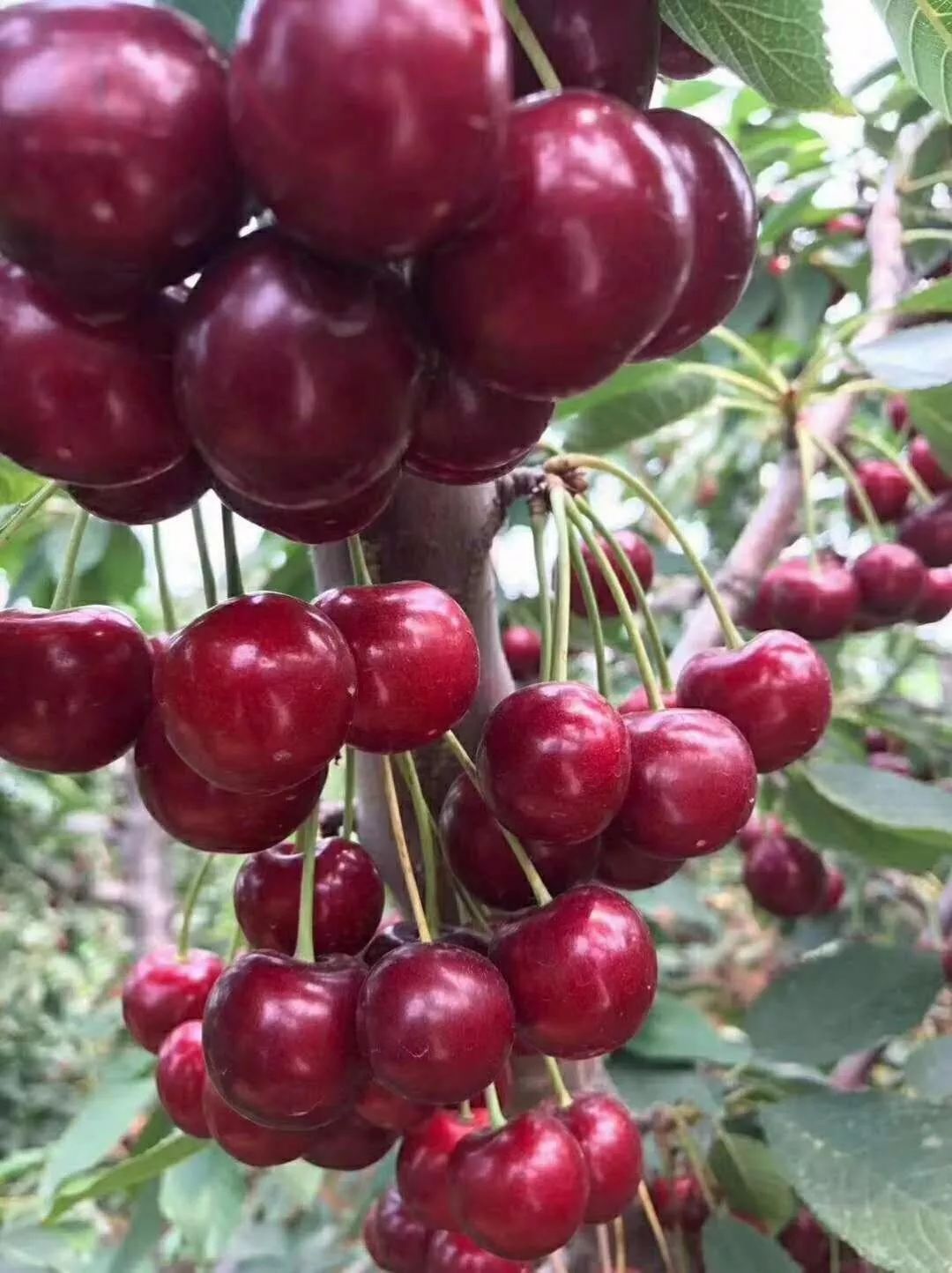 沙蜜豆:沙蜜豆樱桃是加拿大育成的中晚熟品种.