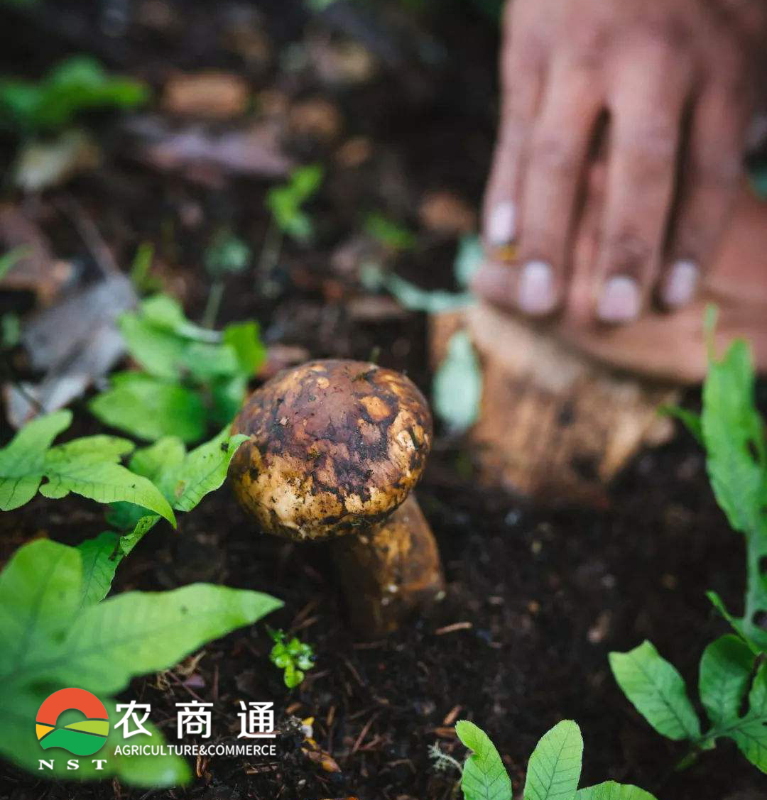 1000元的松茸,原来是这样到我手里的!_流通