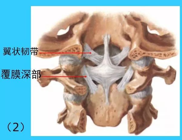 維持寰樞關節穩固性的結構有:寰樞關節是寰椎與樞椎之間的兩個車軸