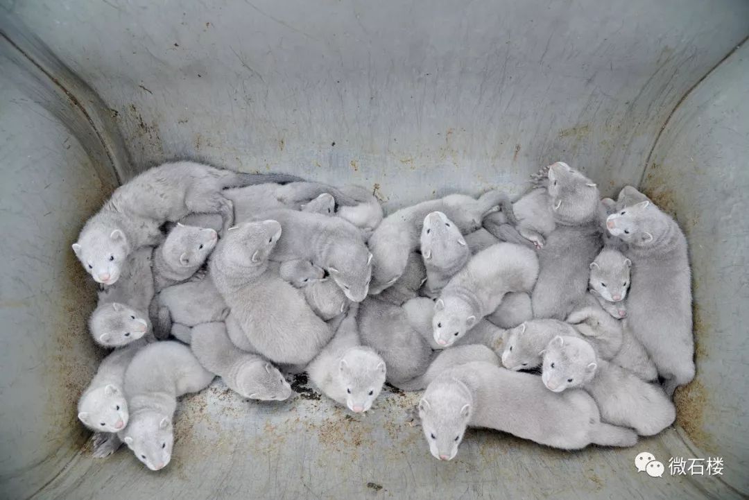 微石楼小蒜镇小蒜村水貂养殖基地首批1000只商品貂进场