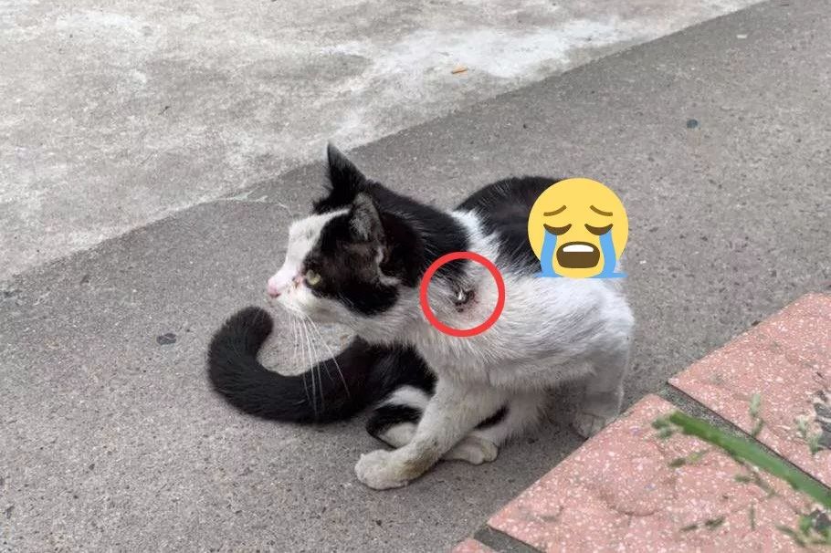 头颈中箭的猫咪