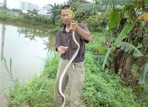 钓鱼者抓住一条水律蛇,回家龙飞配,称可美餐一顿