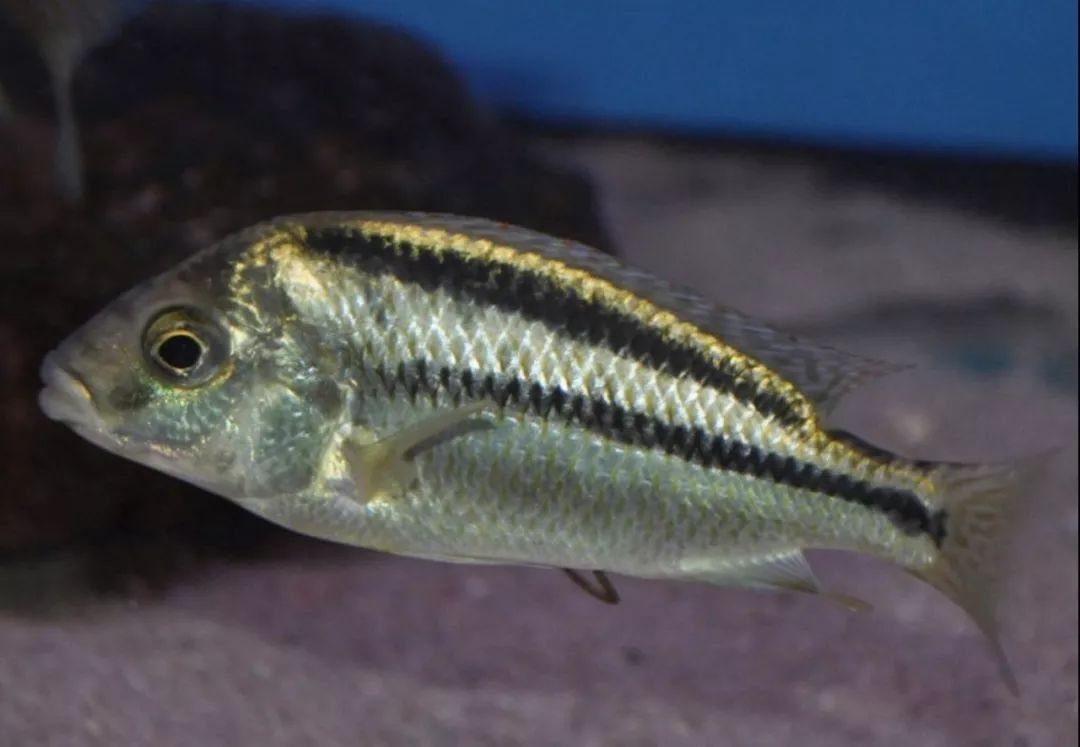 no:176厚唇帝王鲷(天然杂交种)chilo.rhoadesi cheilo.