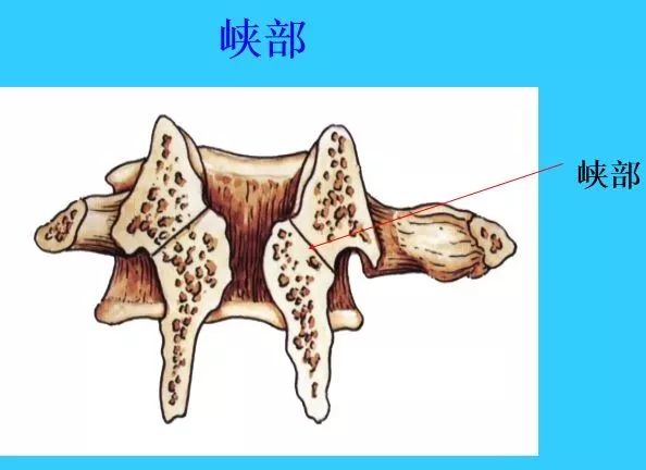 二,各段椎骨的特徵頸椎:(1)椎體小,有橫突孔,棘突分叉,上下關節突近似