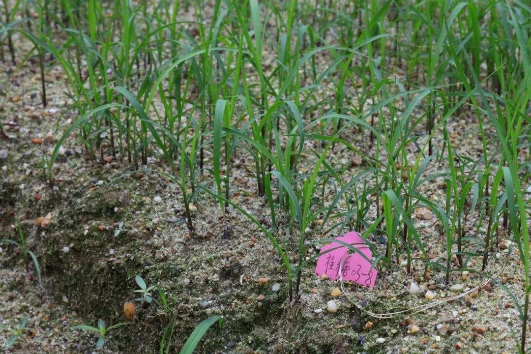 甘蔗开花种子来育种有意思